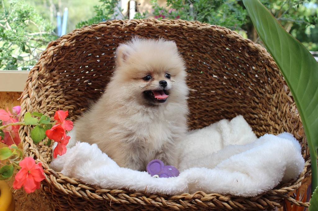 Bébés spitz nain/petit allemand et Poméranie 