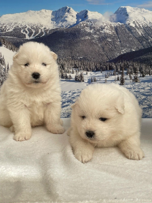 CHIOT 3